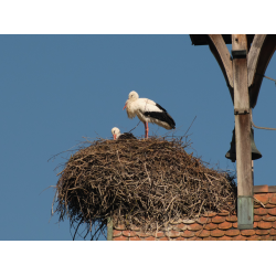 Storchenpaar auf dem Horst
