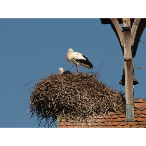 Storchenpaar auf dem Horst