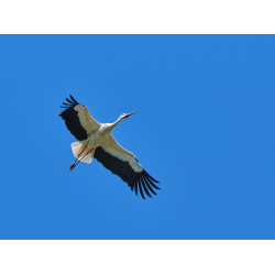 Weissstorch im Flug