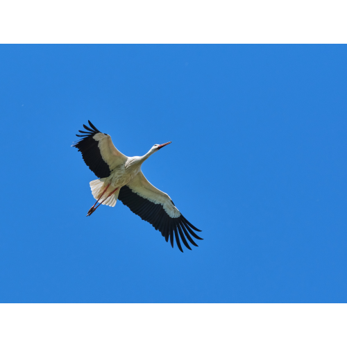 Weissstorch im Flug